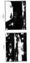 Fig. 05 - Network panoramic camera system
