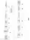 Fig. 02 - Video processing with multiple graphical processing units