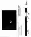 Fig. 08 - Blind devices and methods for providing continuous thermophoretic protection of lithographic reticle
