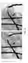 Fig. 13 - System, method and apparatus for fiber sample preparation for image analysis