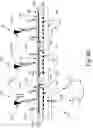 Fig. 08 - Integrated displacement sensors for probe microscopy and force spectroscopy