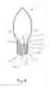 Fig. 09 - Light emitting diode lamp