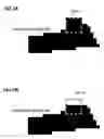 Fig. 08 - Watermarked information embedding apparatus