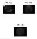 Fig. 08 - Detecting interactions at biomimetic interfaces with liquid crystals
