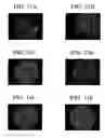 Fig. 11 - Detecting interactions at biomimetic interfaces with liquid crystals