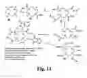 Fig. 09 - Chelate based scaffolds in tumor targeting