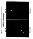 Fig. 06 - Ovr115 antibody compositions and methods of use