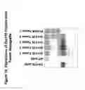 Fig. 20 - Ovr115 antibody compositions and methods of use