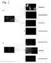 Fig. 02 - Induction of differentiation of stem cells, and control of differentiation potency of stem cells