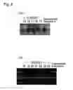 Fig. 06 - Induction of differentiation of stem cells, and control of differentiation potency of stem cells
