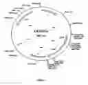 Fig. 03 - Construction and use of genes encoding pathogenic epitopes for treatment of autoimmune disease