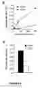Fig. 04 - Compositions for and methods of granzyme B inhibition