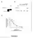 Fig. 07 - Compositions for and methods of granzyme B inhibition