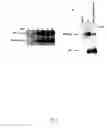 Fig. 05 - Compositions, methods, and kits relating to resistin