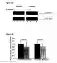 Fig. 06 - Composition and method for the treatment of cancer and other physiologic conditins based on modulation of the ppar-gamma pathway and her-kinase axis