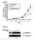 Fig. 08 - Composition and method for the treatment of cancer and other physiologic conditins based on modulation of the ppar-gamma pathway and her-kinase axis