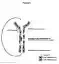 Fig. 09 - Methods for controlling pathological angiogenesis by inhibition of a6b4 integrin