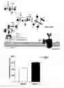 Fig. 01 - Compositions and methods for detecting and treating cancer