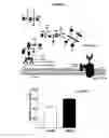 Fig. 02 - Compositions and methods for detecting and treating cancer