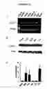 Fig. 11 - Compositions and methods for detecting and treating cancer