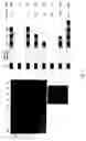Fig. 02 - Attaching substances to microorganisms