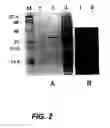 Fig. 03 - Attaching substances to microorganisms