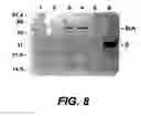 Fig. 09 - Attaching substances to microorganisms