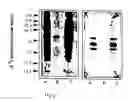 Fig. 03 - Helicobacter proteins and vaccines