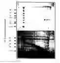 Fig. 04 - Helicobacter proteins and vaccines