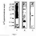 Fig. 06 - Helicobacter proteins and vaccines