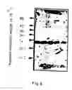 Fig. 07 - Helicobacter proteins and vaccines