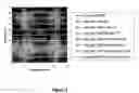 Fig. 03 - Modified release tablet formulations with enhanced mechanical properties