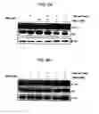 Fig. 10 - Compositions and methods for cancer treatment