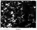 Fig. 12 - Degradable chewing gum