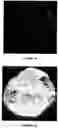 Fig. 23 - Degradable chewing gum