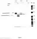 Fig. 03 - Rennets