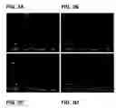 Fig. 04 - Lysozyme-chitosan films