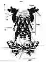 Fig. 02 - Crystal of a transporter-ligand complex and methods of use