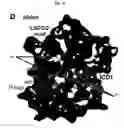 Fig. 13 - Crystal of a transporter-ligand complex and methods of use