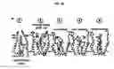 Fig. 26 - Crystal of a transporter-ligand complex and methods of use