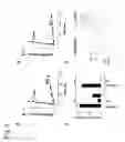 Fig. 13 - Proteolytic and covalent antibodies
