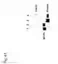 Fig. 45 - Proteolytic and covalent antibodies