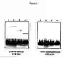 Fig. 03 - Uncoupling of DNA insert propagation and expression of protein for phage display