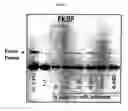 Fig. 04 - Uncoupling of DNA insert propagation and expression of protein for phage display