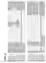 Fig. 24 - Ryanodine receptor polypeptides