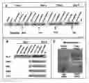 Fig. 02 - Gene expression associated with osteobla st differentiation