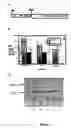 Fig. 06 - Polynucleotides capable of target-depedent circularization and topological linkage