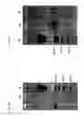 Fig. 06 - Method for in vitro evolution of polypeptides