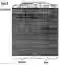 Fig. 09 - Method for the detection of schizophrenia related gene transcripts in blood