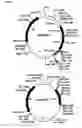 Fig. 02 - Primers for synthesizing full-length cDNA and their use